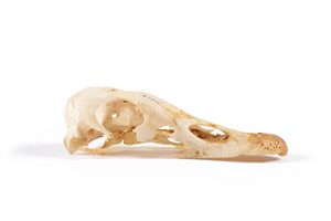 Image description is not available for 2015.3.13